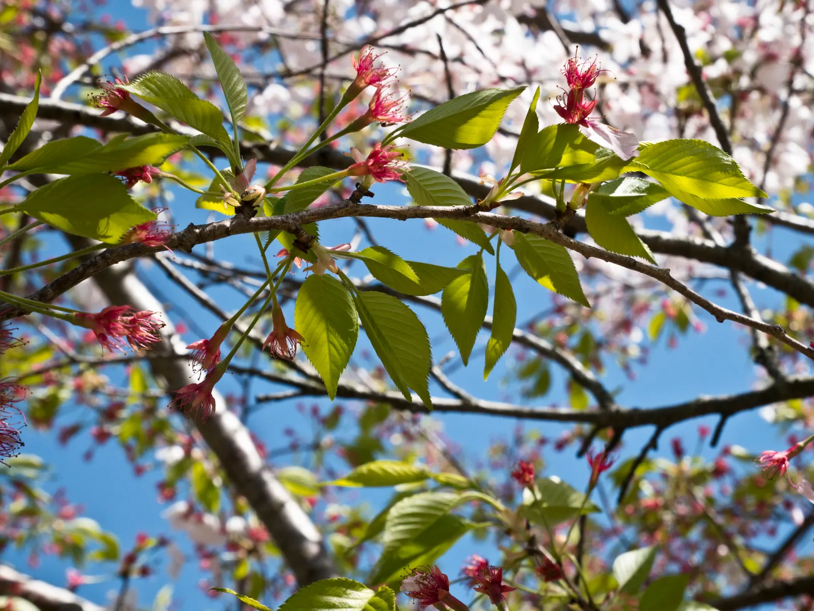 Franklin Tree (Franklinia Alatamaha) — It boasts a moderate growth rate and typically presents a pyramidal to oval shape, image 38