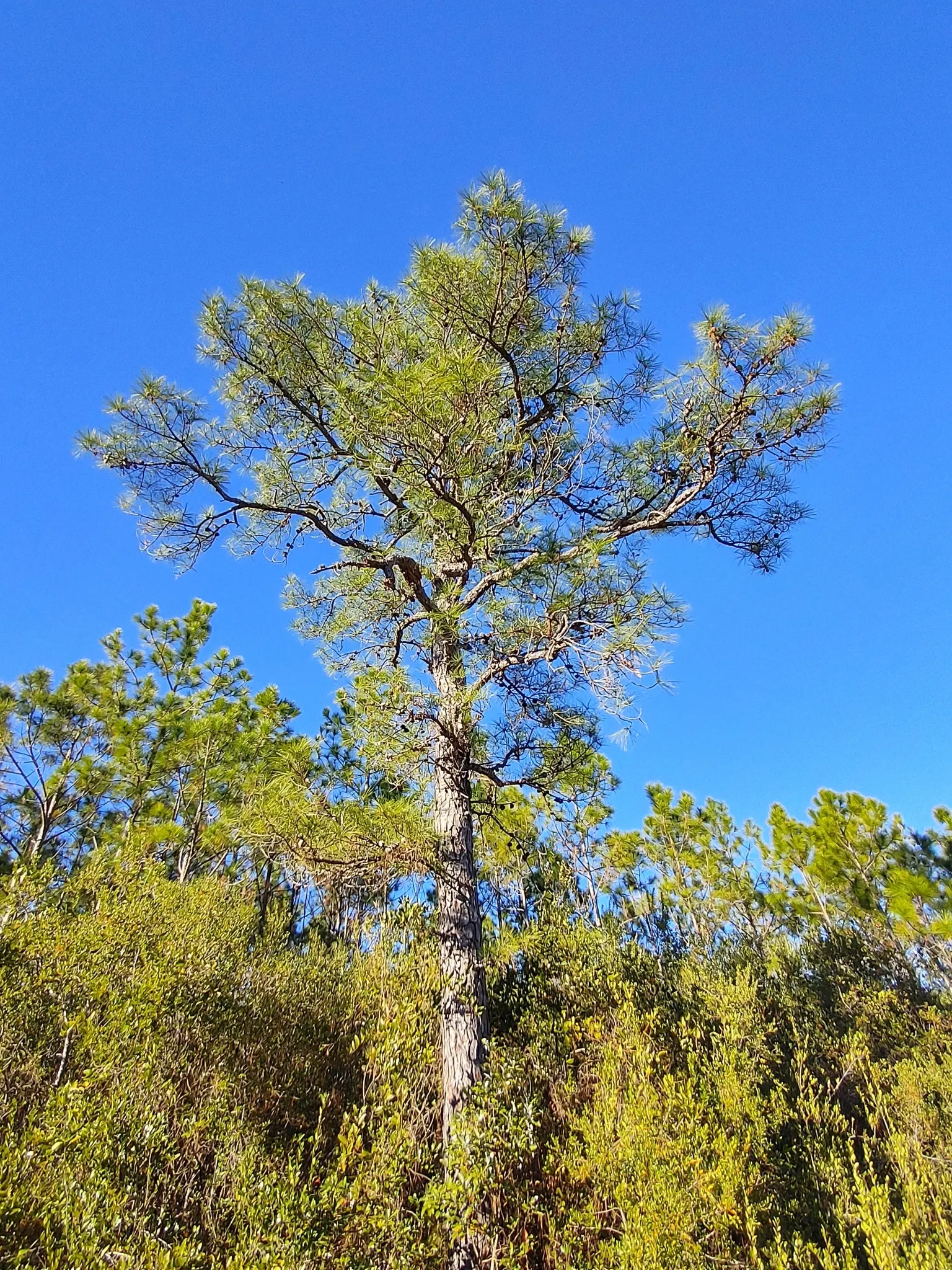 Franklin Tree (Franklinia Alatamaha) — offering season-long interest