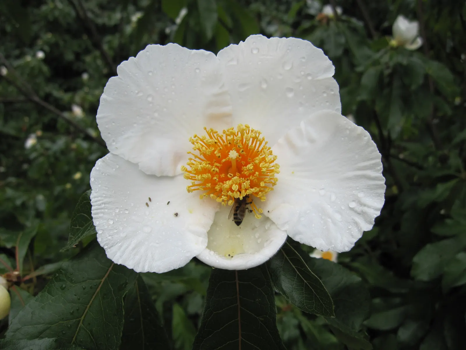 Franklin Tree (Franklinia Alatamaha) — Preferring full sun to partial shade, this tree thrives in well-drained, acidic soil