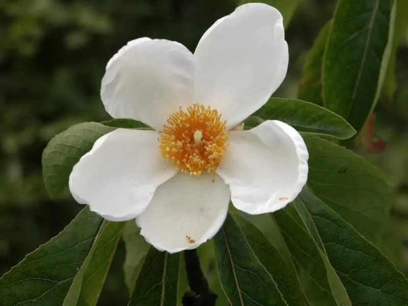 Franklin Tree (Franklinia Alatamaha) — white flowers in the garden