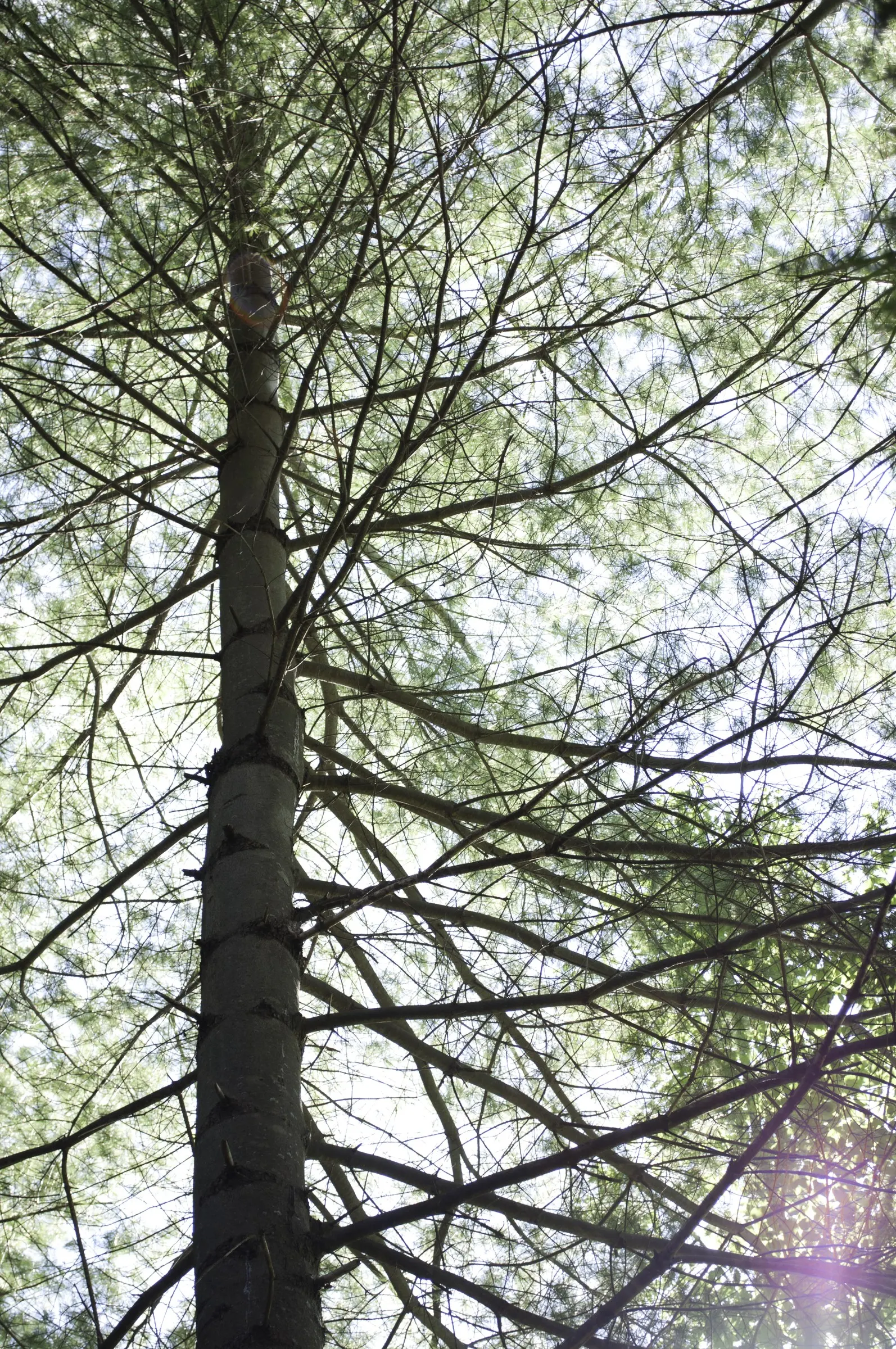 Franklin Tree (Franklinia Alatamaha) — preferring full sun to partial shade.<br><br>Advised for USDA hardiness zones 5 through 8; and can reach a height of 10