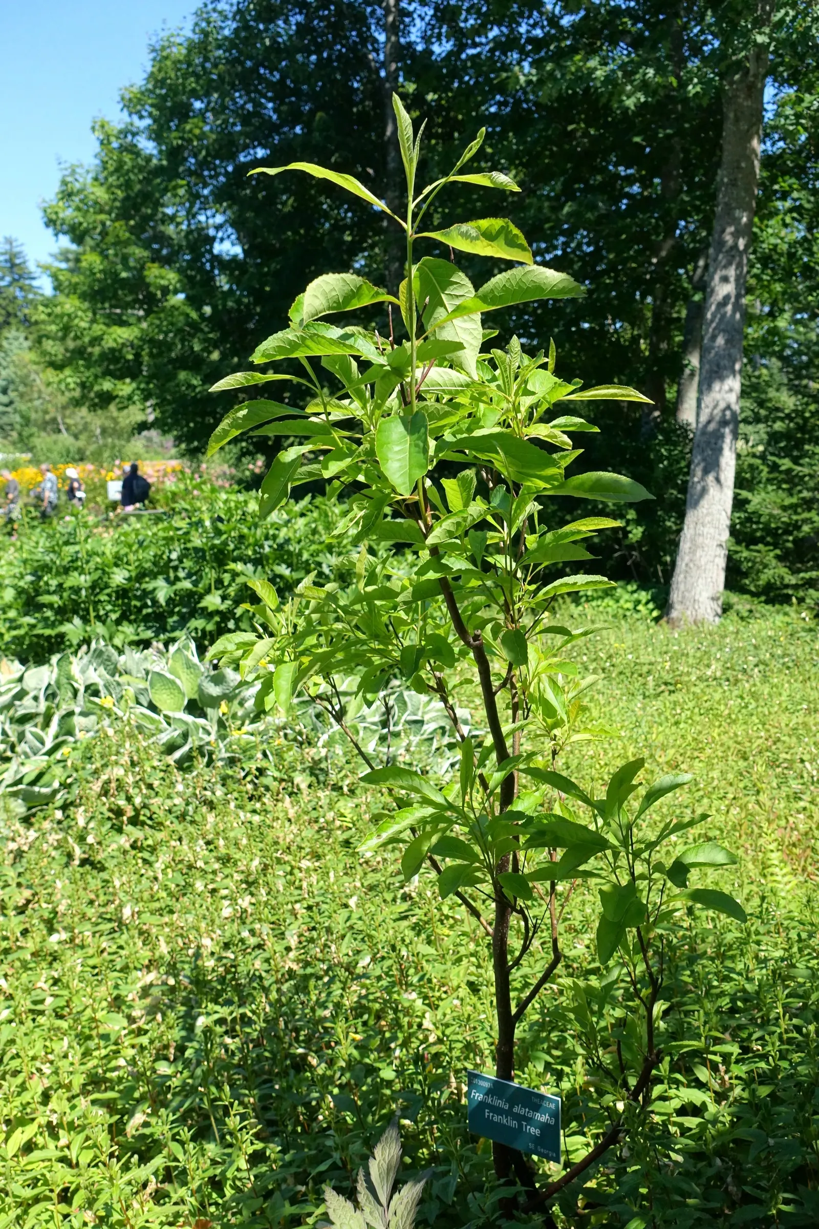Franklin Tree (Franklinia Alatamaha) — once native to the Altamaha River valley in Georgia but now extinct in the wild