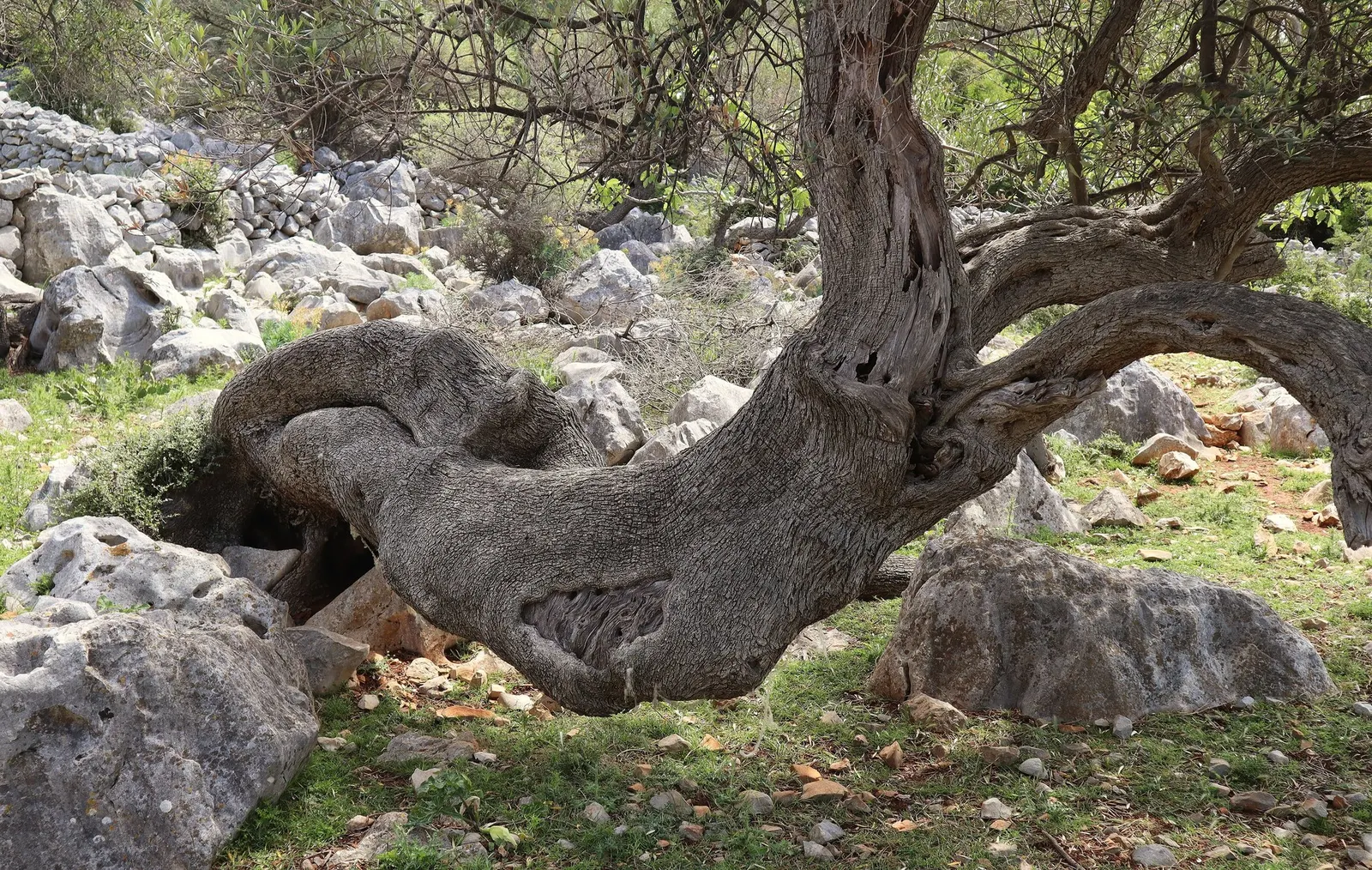 Dwarf Olive (Olea Europaea 'Montra') — Adds Mediterranean charm to gardens and containers