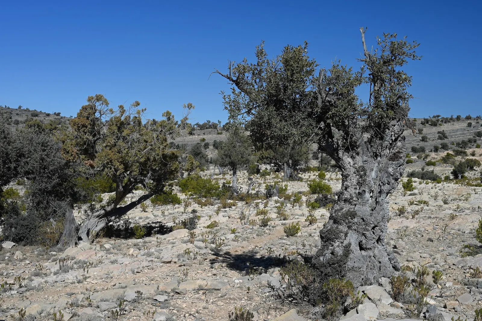 Dwarf Olive (Olea Europaea 'Montra') — this evergreen shrub provides year-round interest with its silvery foliage