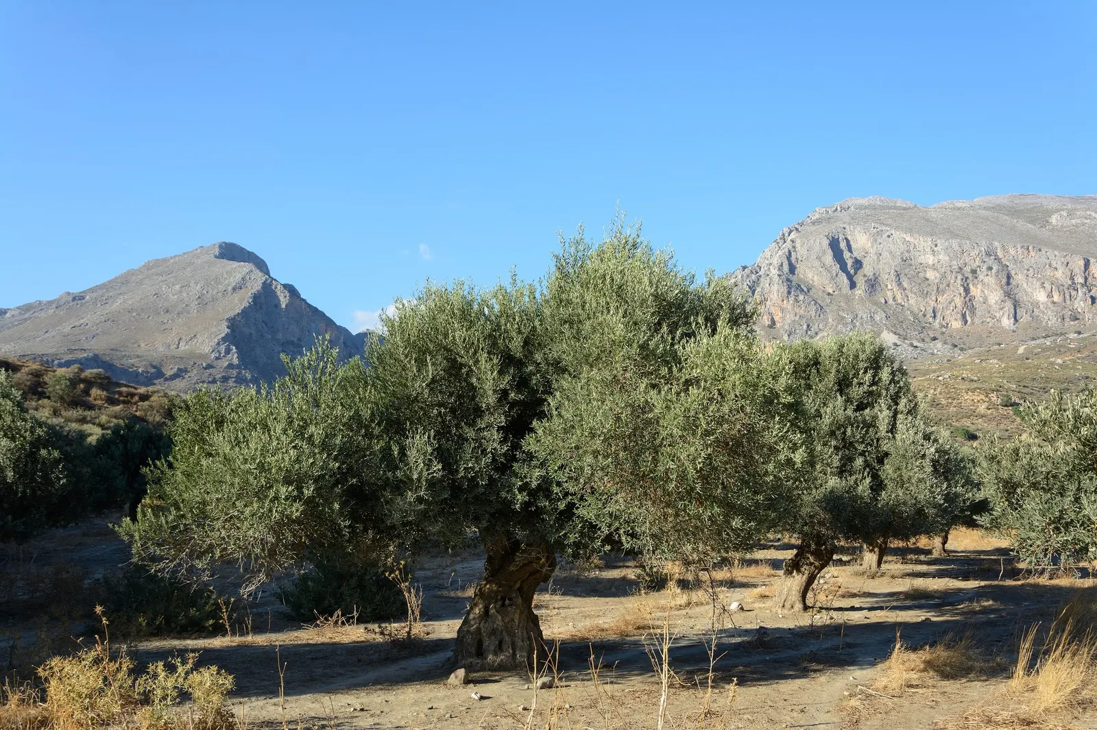 Dwarf Olive (Olea Europaea 'Montra') — the Little Ollie&reg; thrives best in well-draining soil with an optimal pH range of 6.5 to 8.5