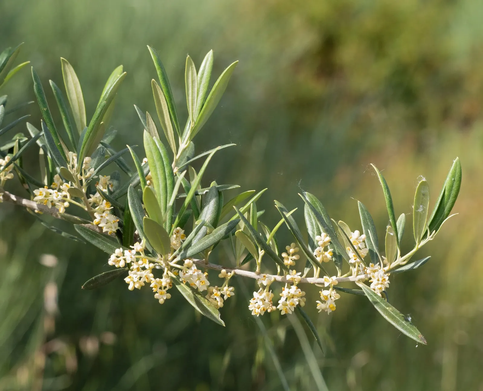 Dwarf Olive (Olea Europaea 'Montra') — known botanically as Olea europaea 'Montra'