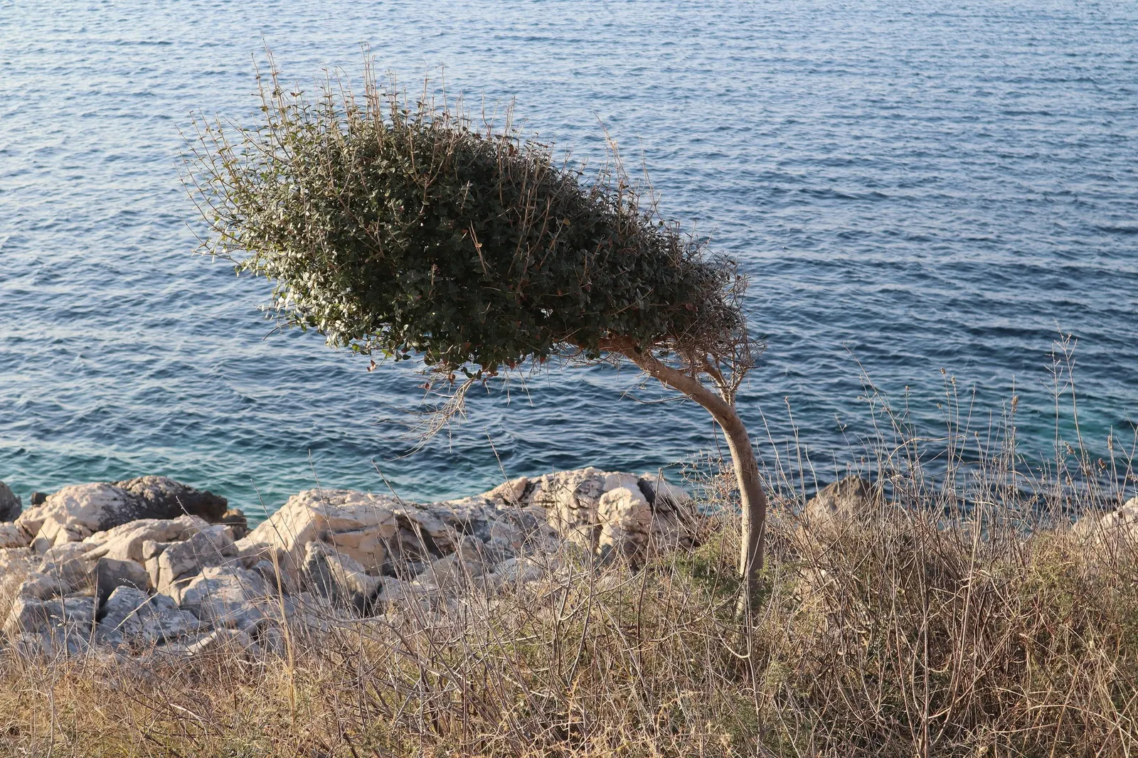 Dwarf Olive (Olea Europaea 'Montra') — This olive cultivar can withstand temperatures down to about 15&deg;F