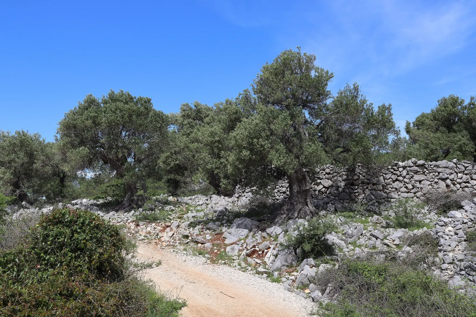 Dwarf Olive (Olea Europaea 'Montra') — reaching up to 6 feet in height with an equal spread