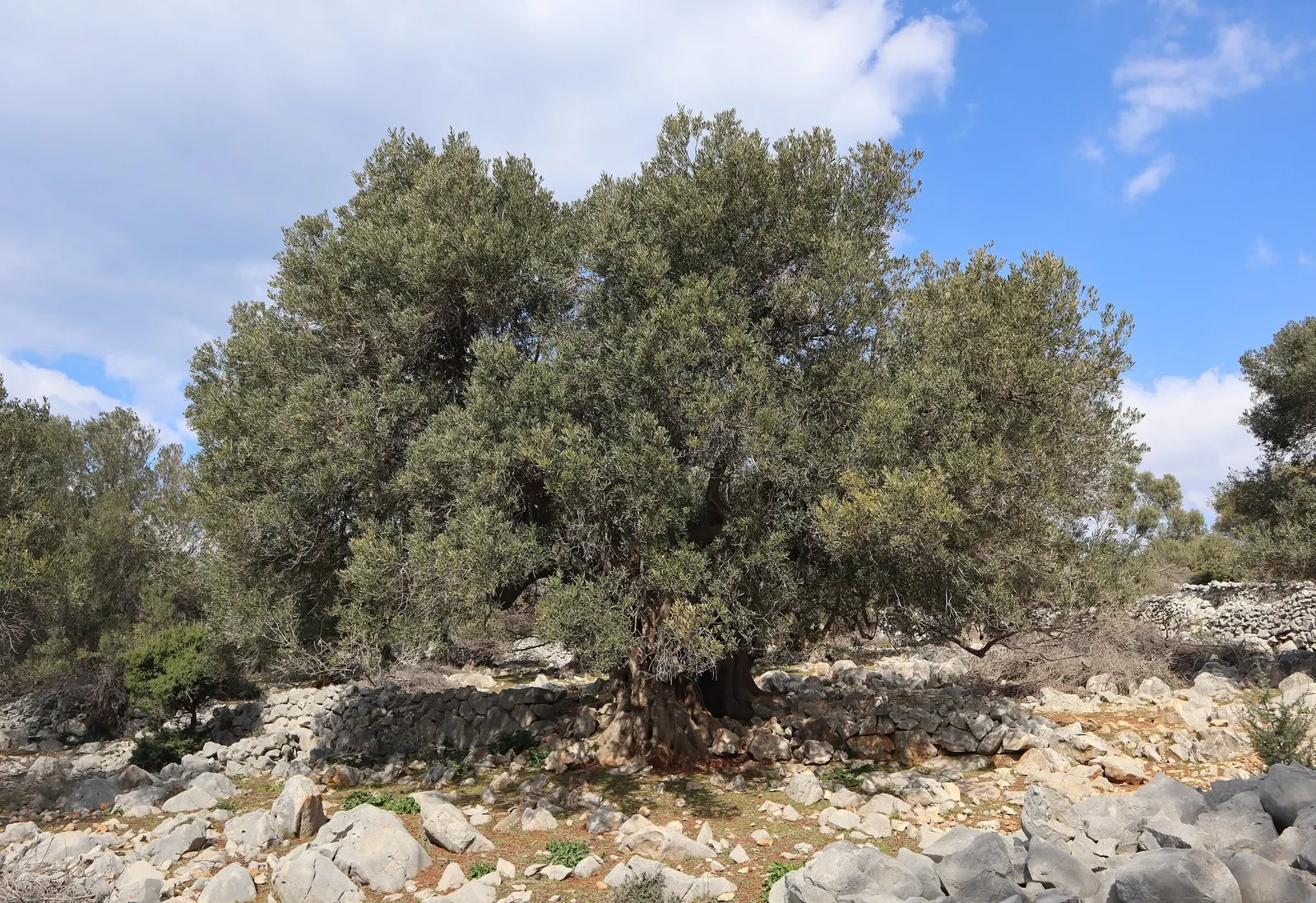 Dwarf Olive (Olea Europaea 'Montra') — A dwarf cultivar of the European olive