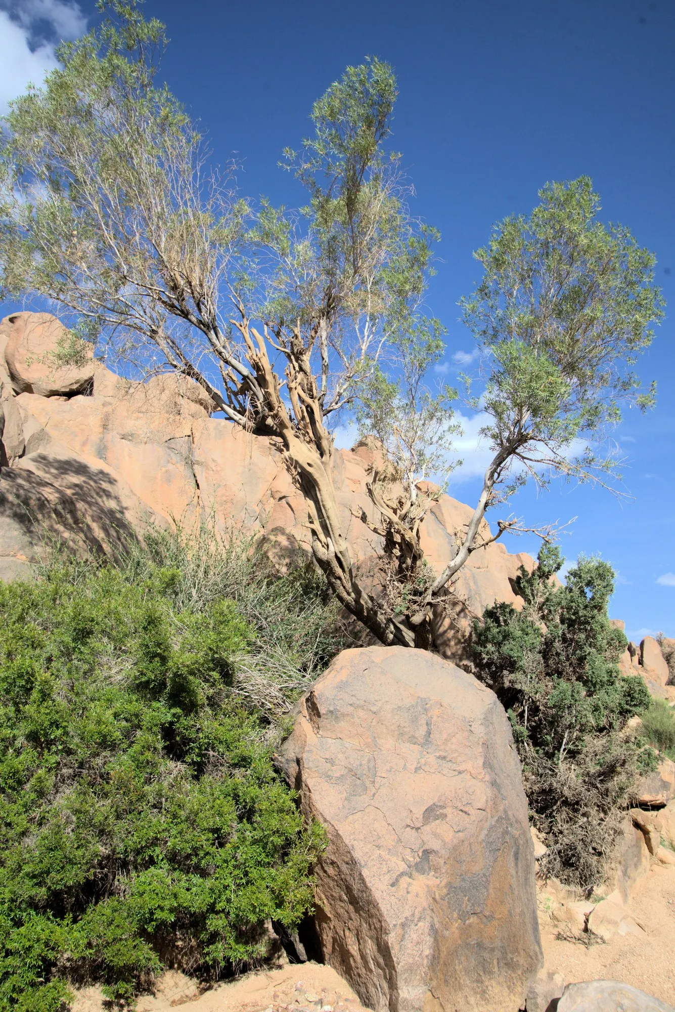Dwarf Olive (Olea Europaea 'Montra') — Notably resistant to pests and diseases common to olives