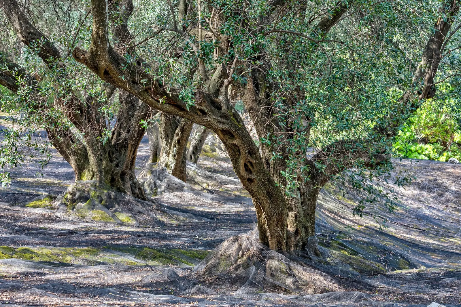 Dwarf Olive (Olea Europaea 'Montra') — including formal topiaries or informal hedges