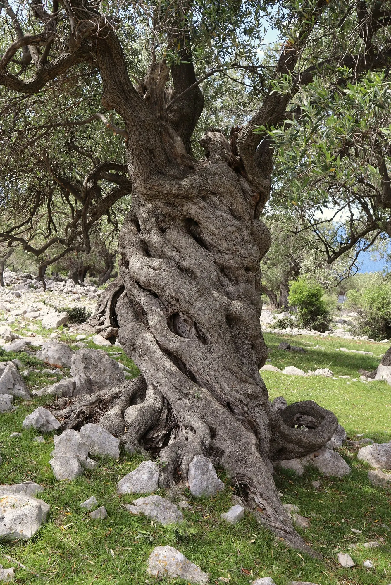 Dwarf Olive (Olea Europaea 'Montra') — It is highly drought-tolerant once established