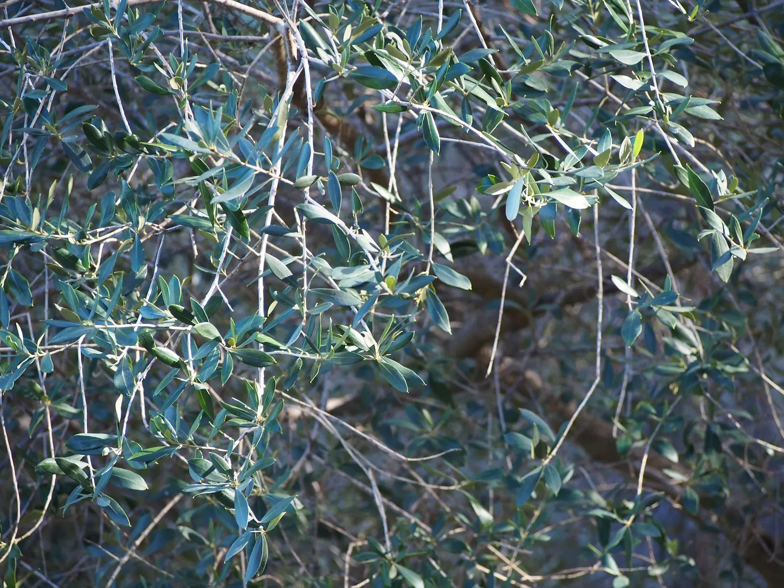 Dwarf Olive (Olea Europaea 'Montra') — reaching up to 6 feet in height with an equal spread; it is highly drought-tolerant once established