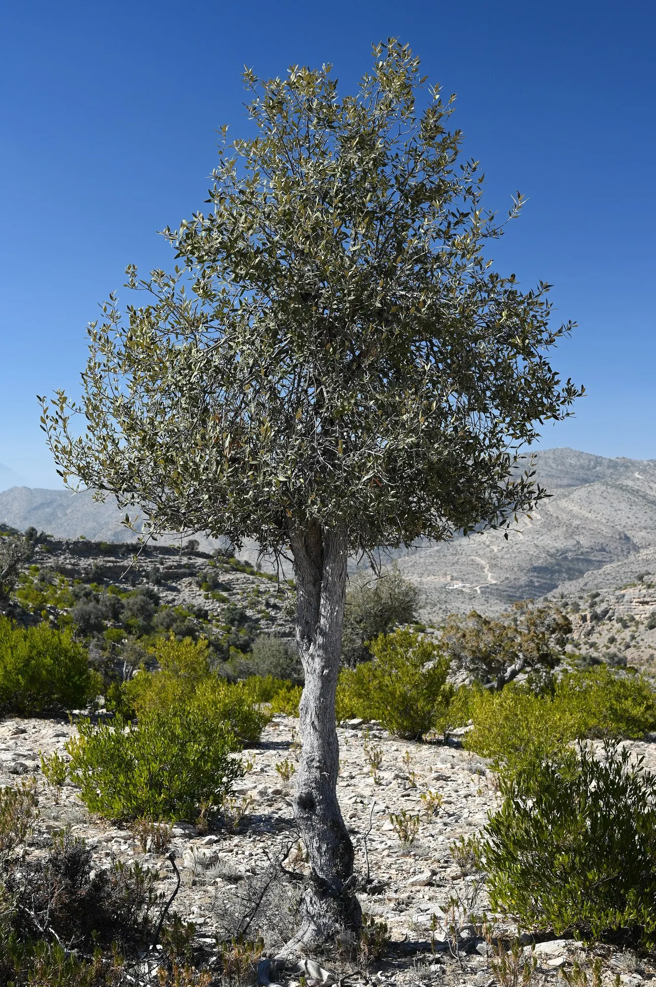 Dwarf Olive (Olea Europaea 'Montra') — is a dwarf evergreen variety of the classic olive tree; drought tolerant once established, it requires full sun and