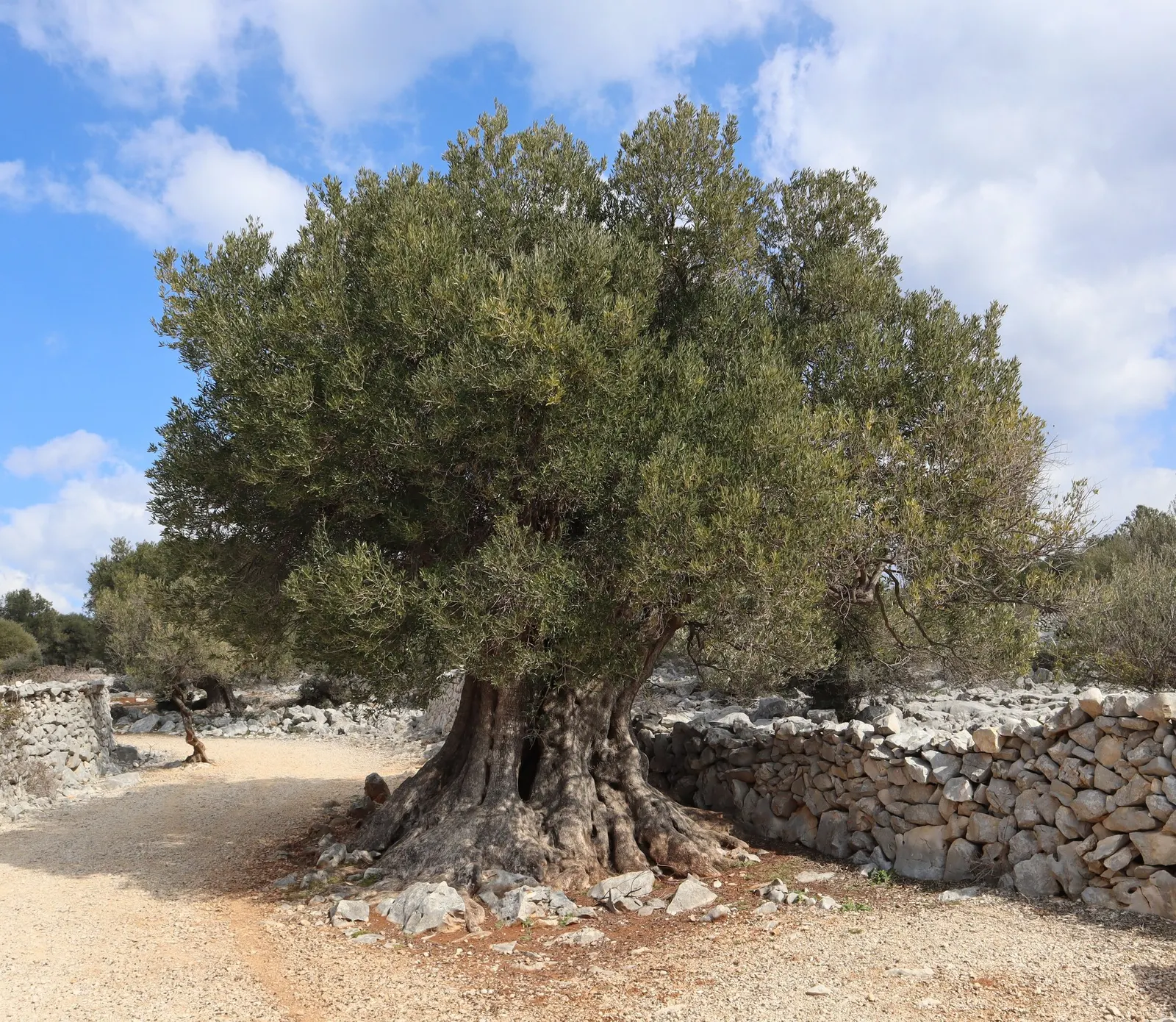 Dwarf Olive (Olea Europaea 'Montra') — this ornamental plant boasts silvery-green foliage and can produce small olives under ideal conditions