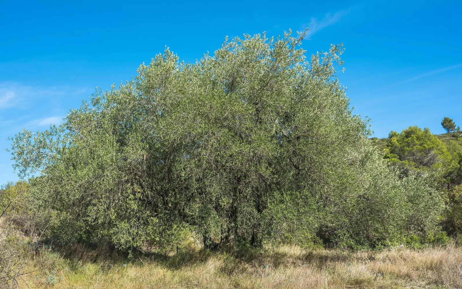 Dwarf Olive (Olea Europaea 'Montra') — preferring full sun exposure to develop its dense