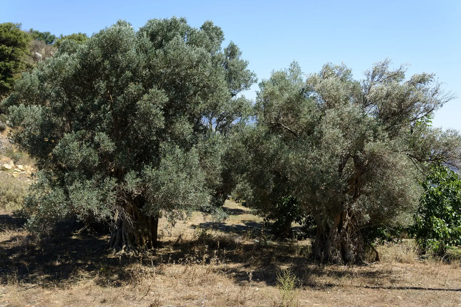 Dwarf Olive (Olea Europaea 'Montra') — it typically reaches a maintainable size of 4 to 6 feet in height and width