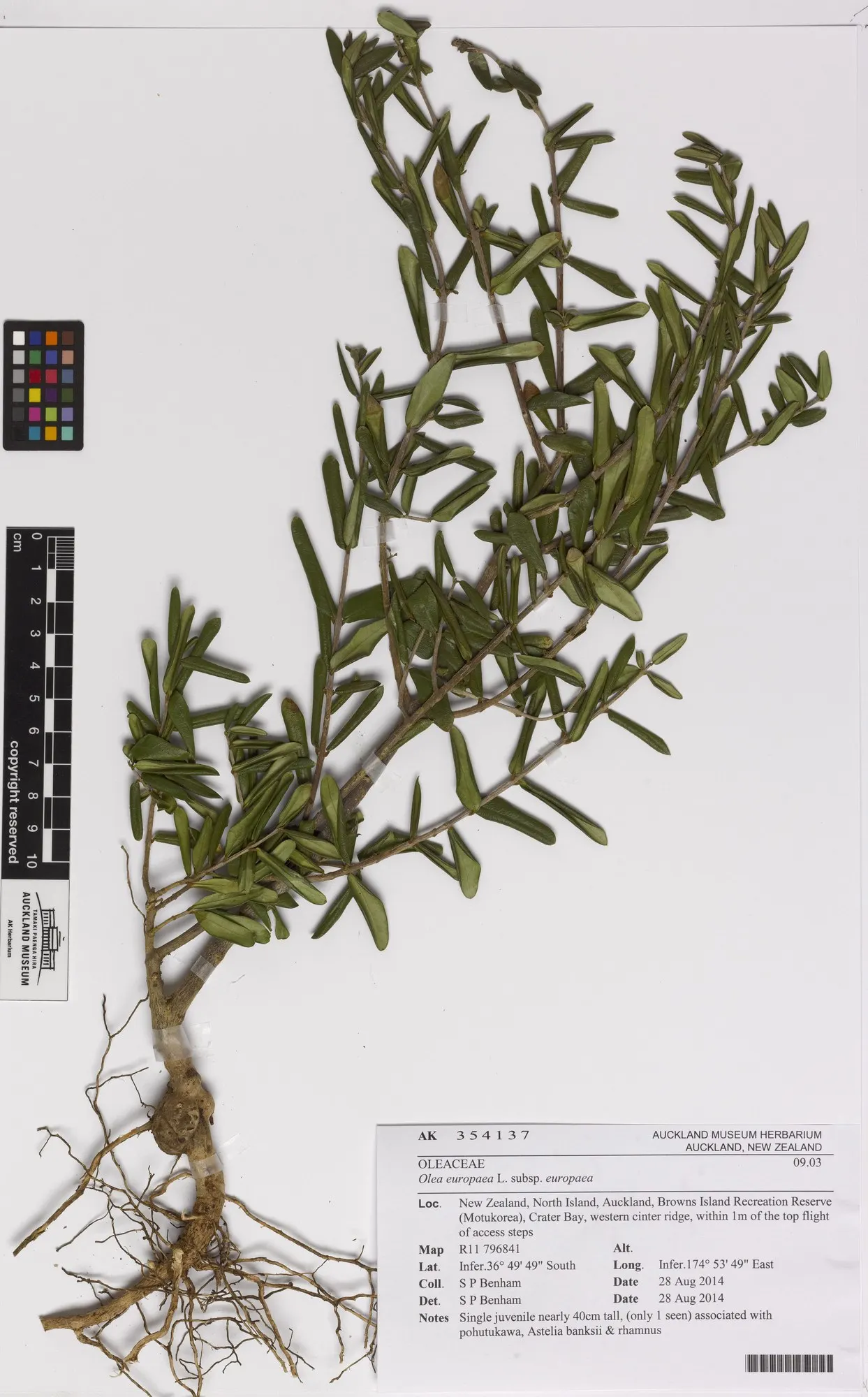 Dwarf Olive (Olea Europaea 'Montra') — Minimal pruning is required to maintain its neat, shrub-like appearance