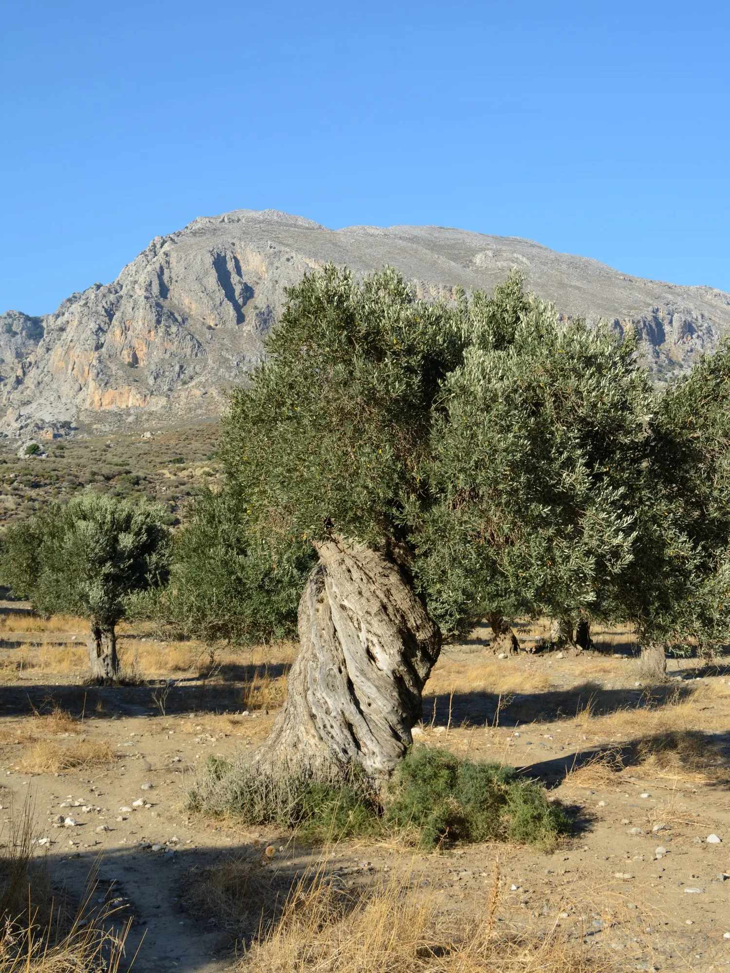 Dwarf Olive (Olea Europaea 'Montra') — The Little Ollie&reg; Olive