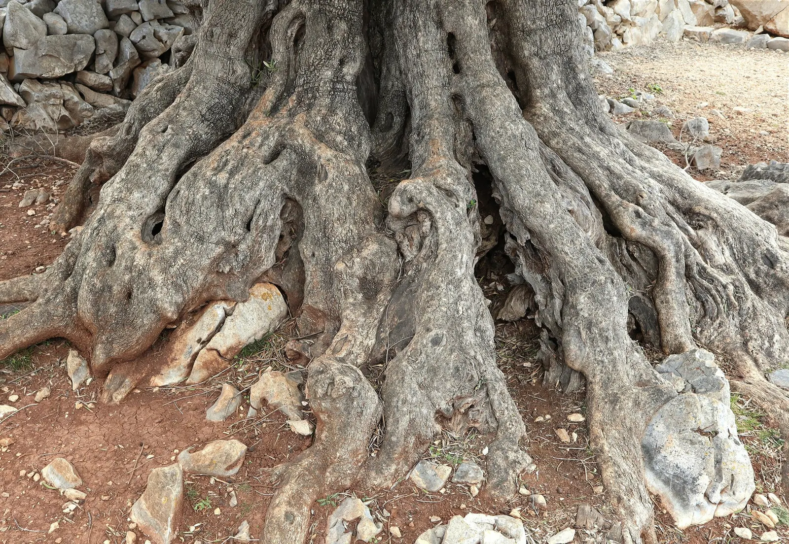 Dwarf Olive (Olea Europaea 'Montra') — Drought tolerant once established, it requires full sun and well-drained soil, hardy to about 20&deg;F