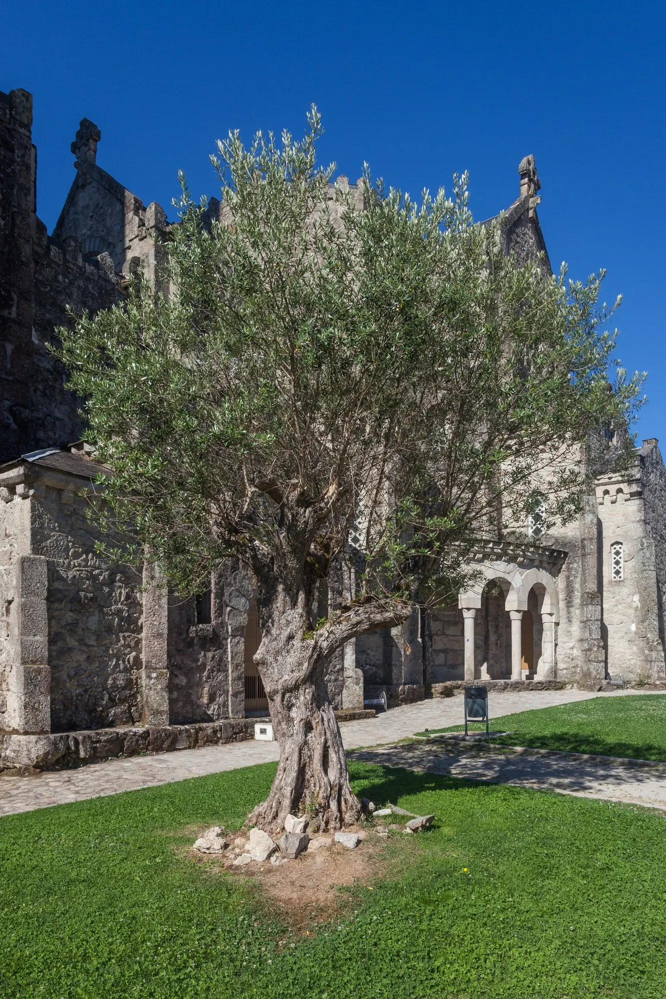 Dwarf Olive (Olea Europaea 'Montra') — shrub for full or half