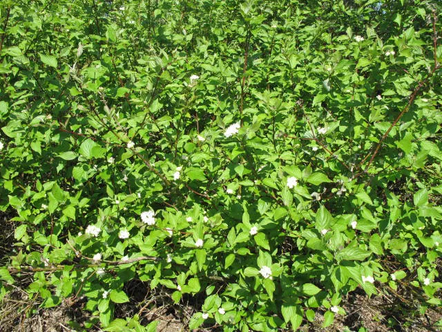 Redtwig Or Red-Osier, Creek Dogwood (Cornus sericea 'Baileyi') — commonly referred to as the Bailey Redtwig or Red-Osier Dogwood; growing 6-9 ft tall and wide
