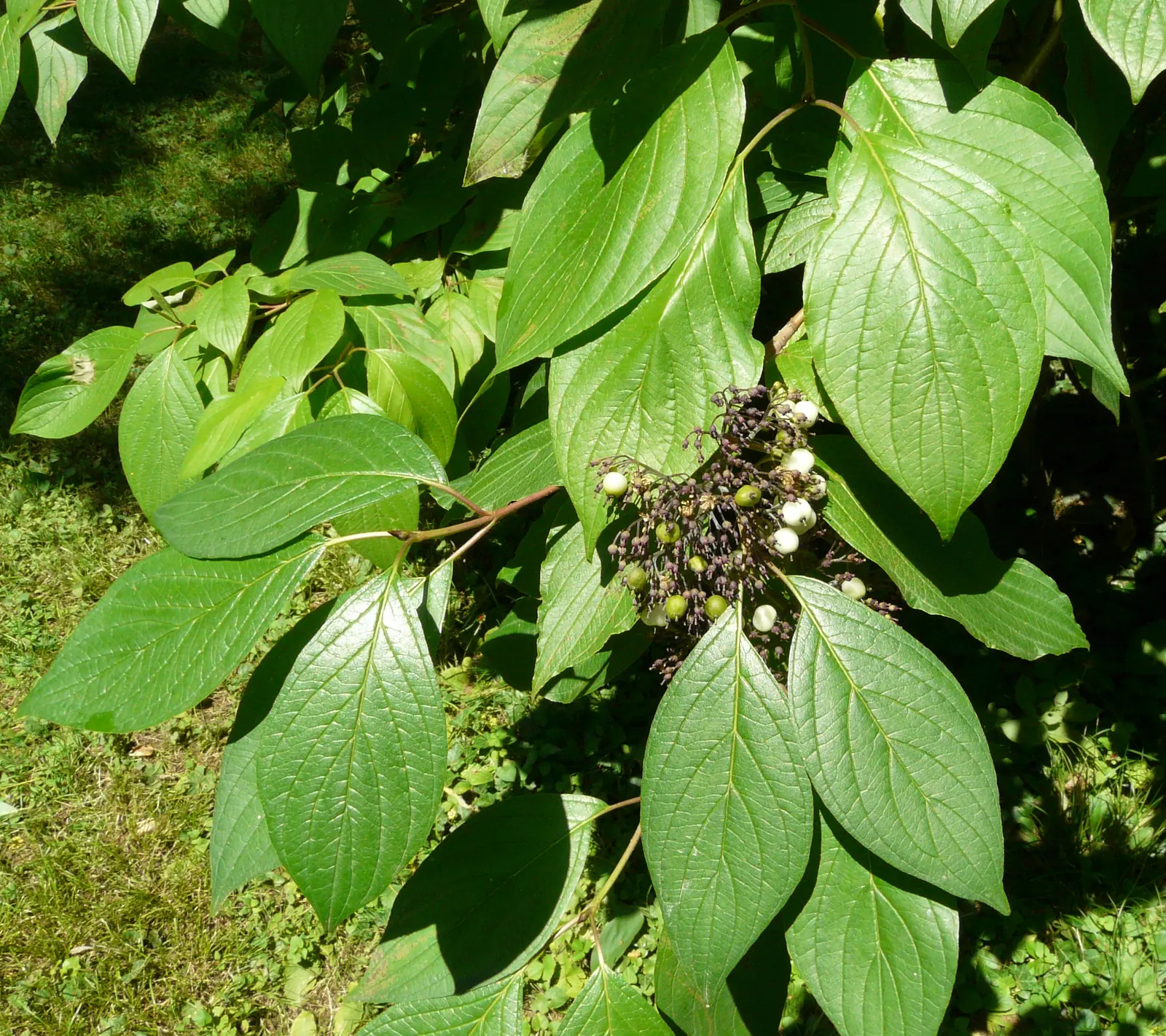 Redtwig Or Red-Osier, Creek Dogwood (Cornus sericea 'Baileyi') — shrub / tree with white blooms
