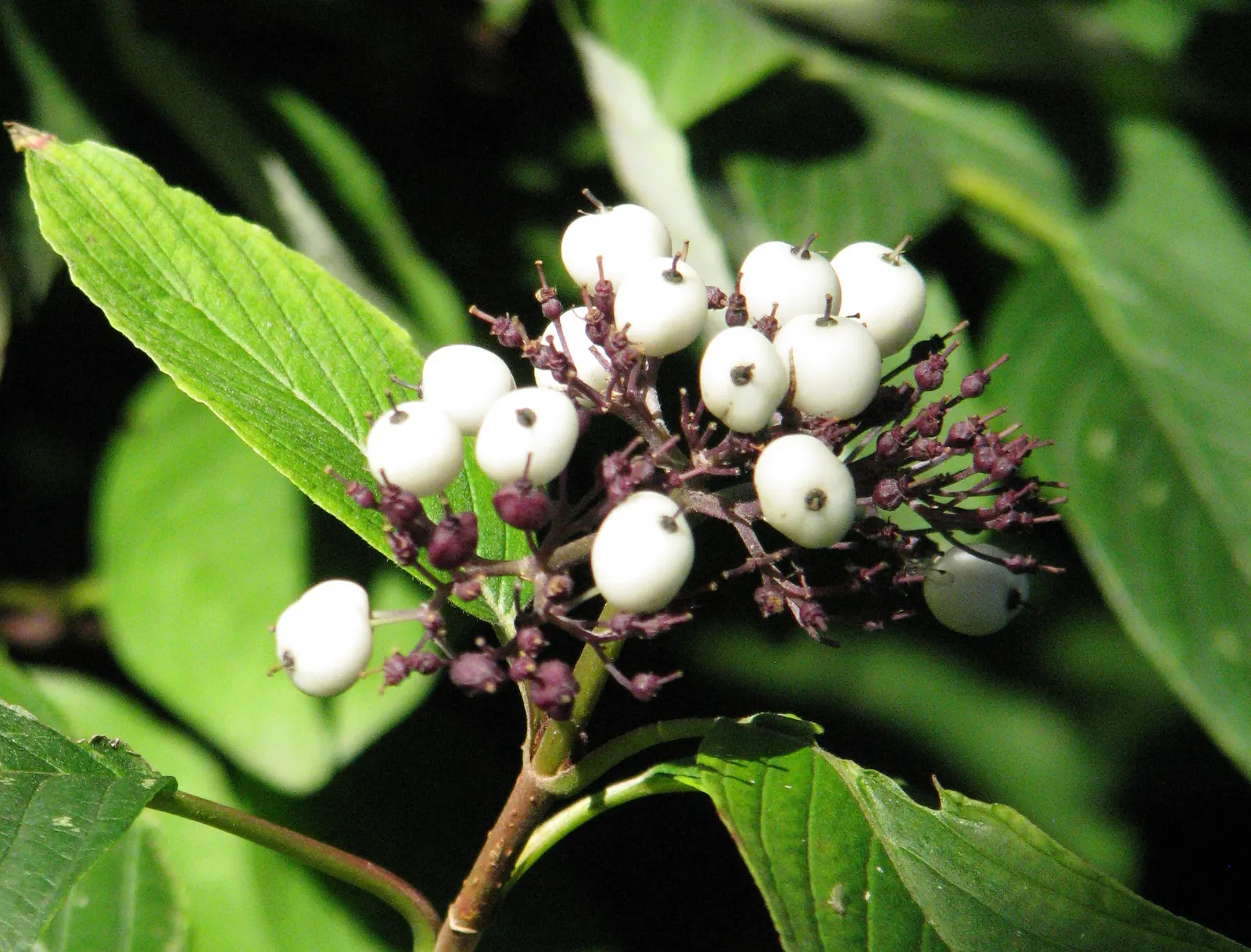 Redtwig Or Red-Osier, Creek Dogwood (Cornus sericea 'Baileyi') — this deciduous dogwood presents a conspicuous rounded form