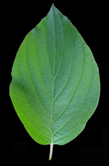 Redtwig Or Red-Osier, Creek Dogwood (Cornus sericea 'Baileyi') — it thrives in full sun to part shade and prefers moist; preferring full sun to partial shade