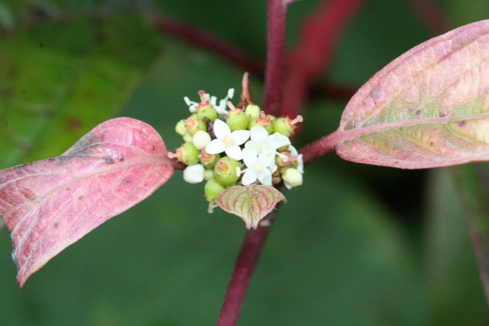 Redtwig Or Red-Osier, Creek Dogwood (Cornus sericea 'Baileyi') — this cultivar adorns the garden with clusters of dainty white flowers