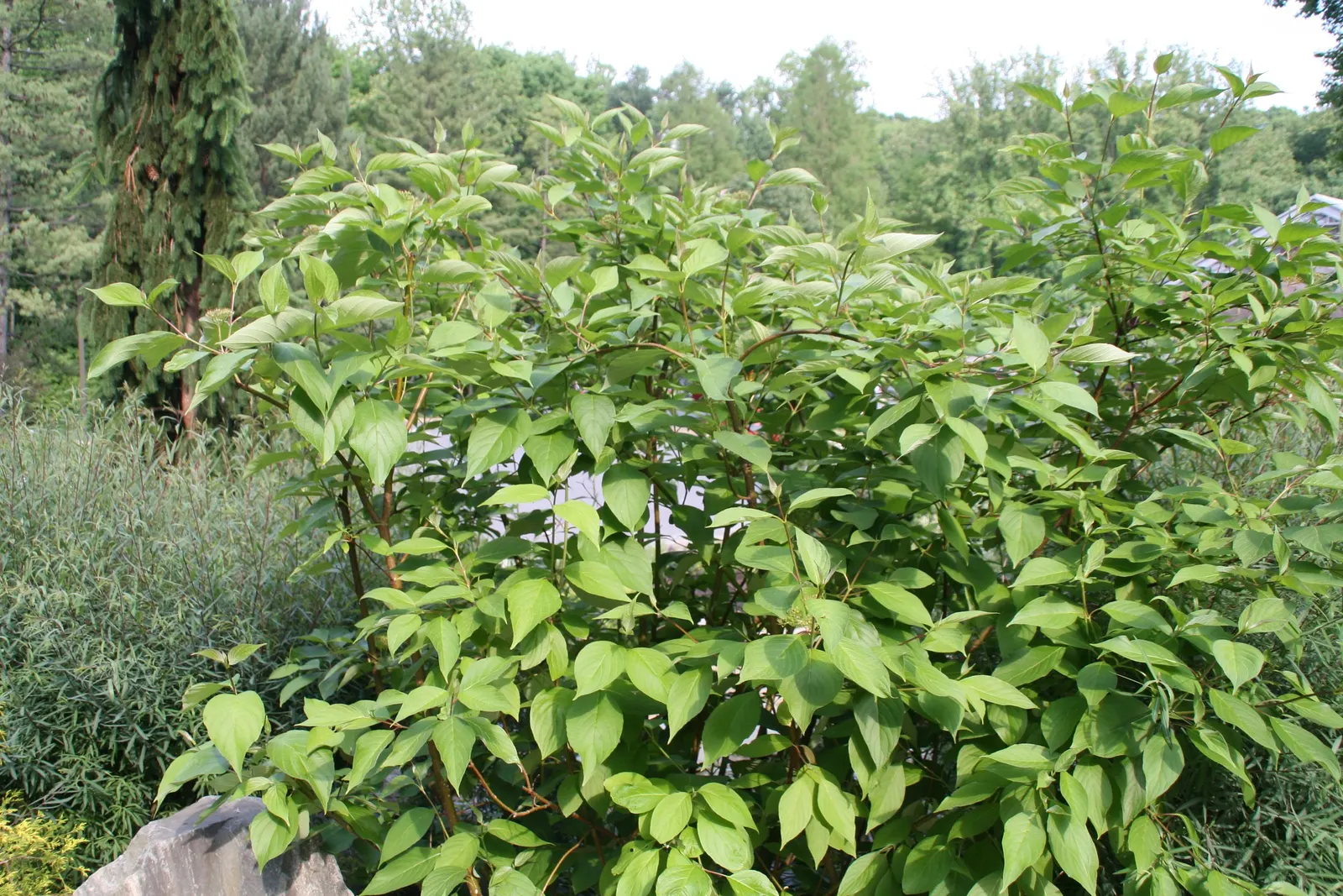 Redtwig Or Red-Osier, Creek Dogwood (Cornus sericea 'Baileyi') — white flowers in the garden