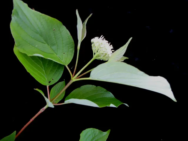 Redtwig Or Red-Osier, Creek Dogwood (Cornus sericea 'Baileyi') — ensuring a bountiful display of the characteristic red bark.<br><br>Resistant to, image 48