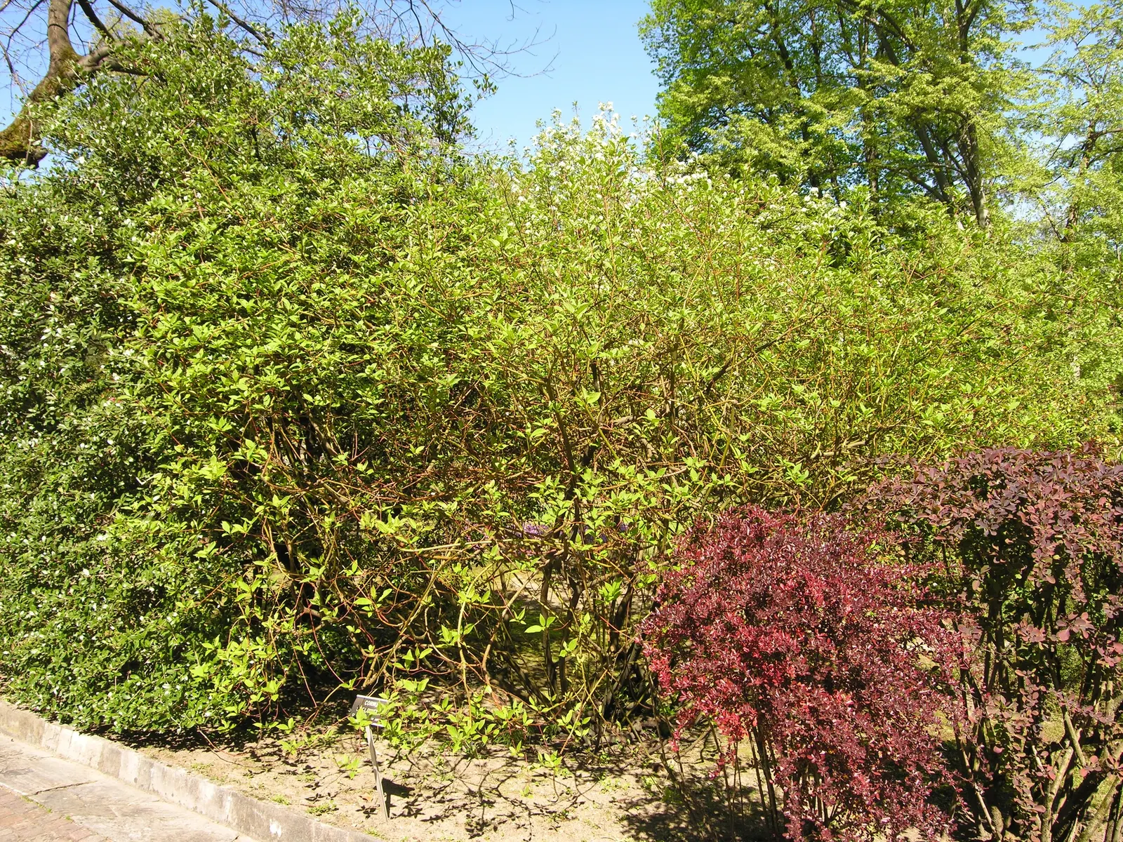 Redtwig Or Red-Osier, Creek Dogwood (Cornus sericea 'Baileyi') — For optimal stem color and plant vigor; annual pruning is recommended