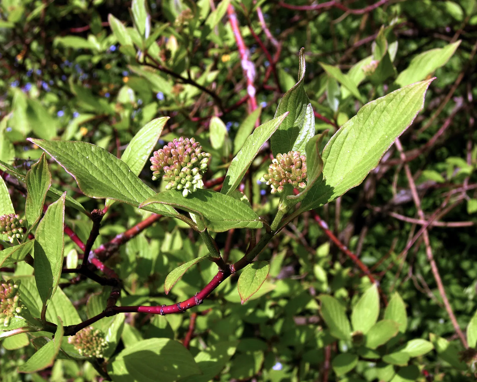 Redtwig Or Red-Osier, Creek Dogwood (Cornus sericea 'Baileyi') — Growing 6-9 ft tall and wide