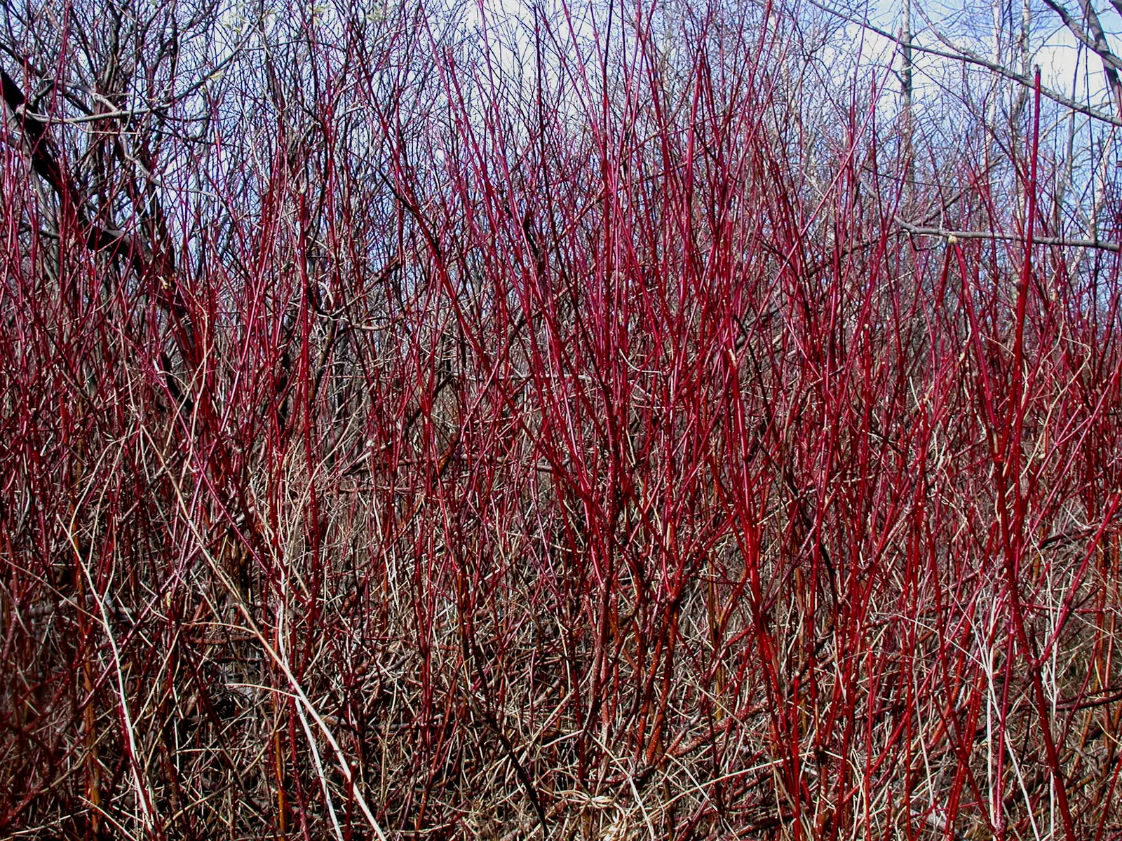 Redtwig Or Red-Osier, Creek Dogwood (Cornus sericea 'Baileyi') — shrub / tree for full or half; it is a low-maintenance choice for public and residential areas