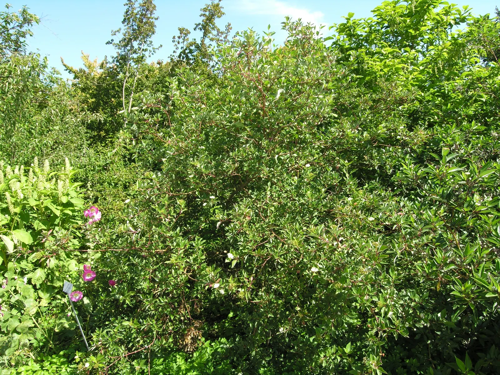 Redtwig Or Red-Osier, Creek Dogwood (Cornus sericea 'Baileyi') — which give way to bluish-white fruit attractive to birds and wildlife come late summer to