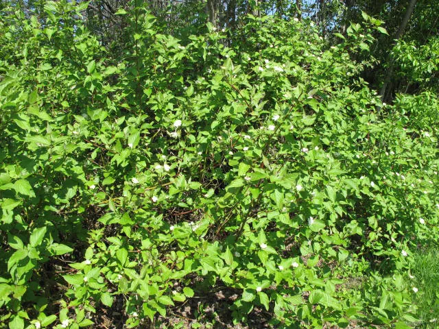 Redtwig Or Red-Osier, Creek Dogwood (Cornus sericea 'Baileyi') — annual pruning is recommended; shrub / tree for full or half