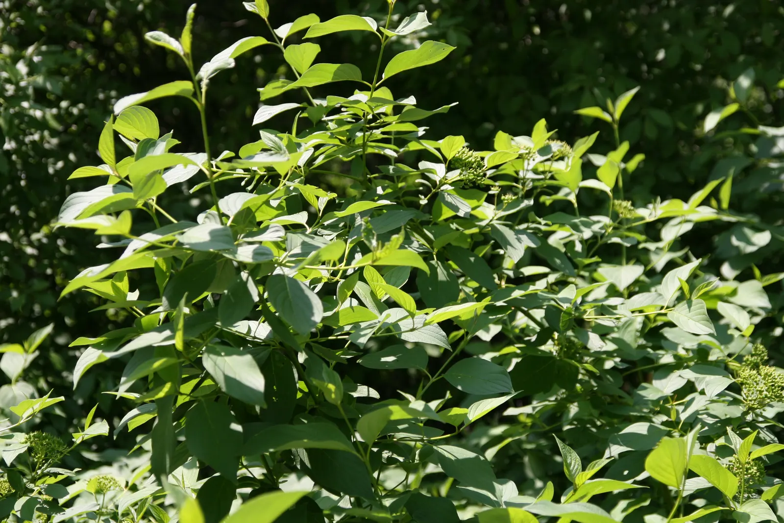 Redtwig Or Red-Osier, Creek Dogwood (Cornus sericea 'Baileyi') — white flowers in the garden; standing at a mature height of 6 to 9 feet with a spread of 7 to