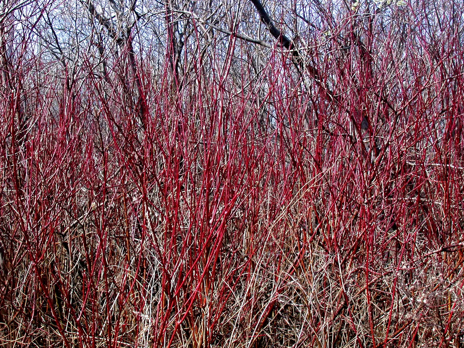 Redtwig Or Red-Osier, Creek Dogwood (Cornus sericea 'Baileyi') — commonly referred to as the Bailey Redtwig or Red-Osier Dogwood; growing 6-9 ft, image 60