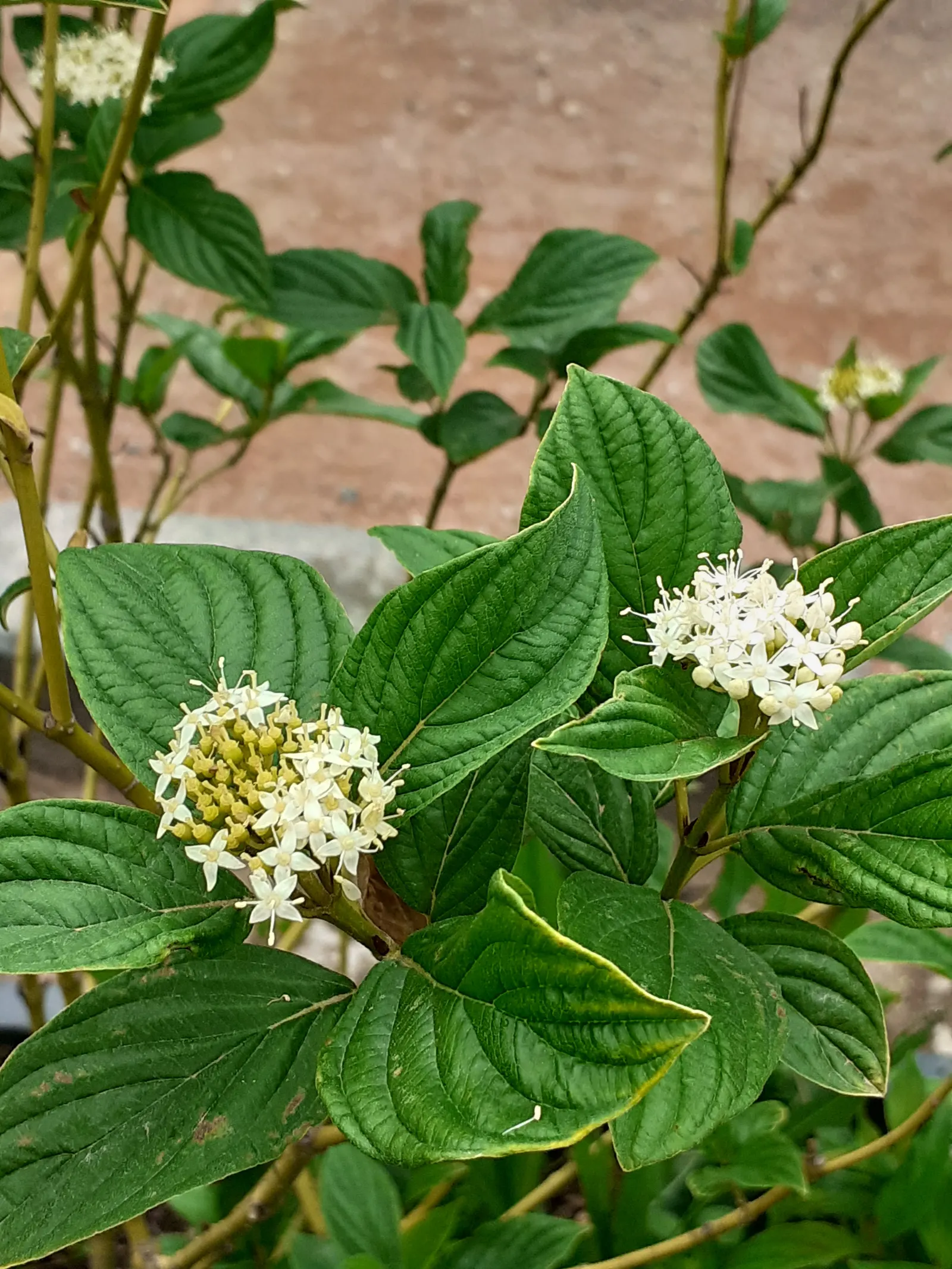Redtwig Or Red-Osier, Creek Dogwood (Cornus sericea 'Baileyi') — this hardy plant thrives in USDA zones 3-8; ideal for USDA hardiness zones 2, image 54