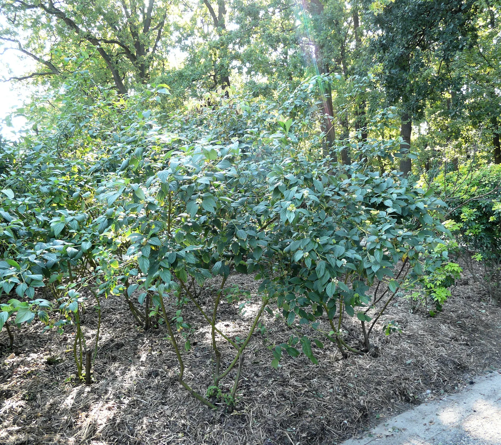 Redtwig Or Red-Osier, Creek Dogwood (Cornus sericea 'Baileyi') — annual pruning is recommended