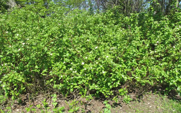 Redtwig Or Red-Osier, Creek Dogwood (Cornus sericea 'Baileyi') — making it a suitable candidate for planting along creek banks or in water-rich, image 39