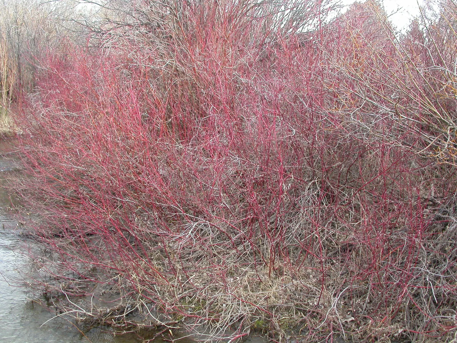 Redtwig Or Red-Osier, Creek Dogwood (Cornus sericea 'Baileyi') — The Cornus stolonifera 'Baileyi'; removing about a quarter to a third of the old stems in late