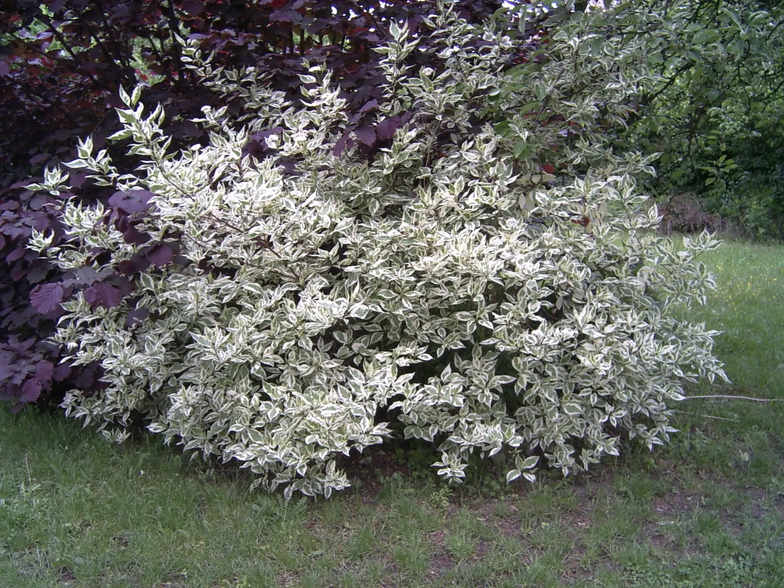 Redtwig Or Red-Osier, Creek Dogwood (Cornus sericea 'Baileyi') — followed by blue-white berries that attract wildlife; and a fall foliage of, image 57