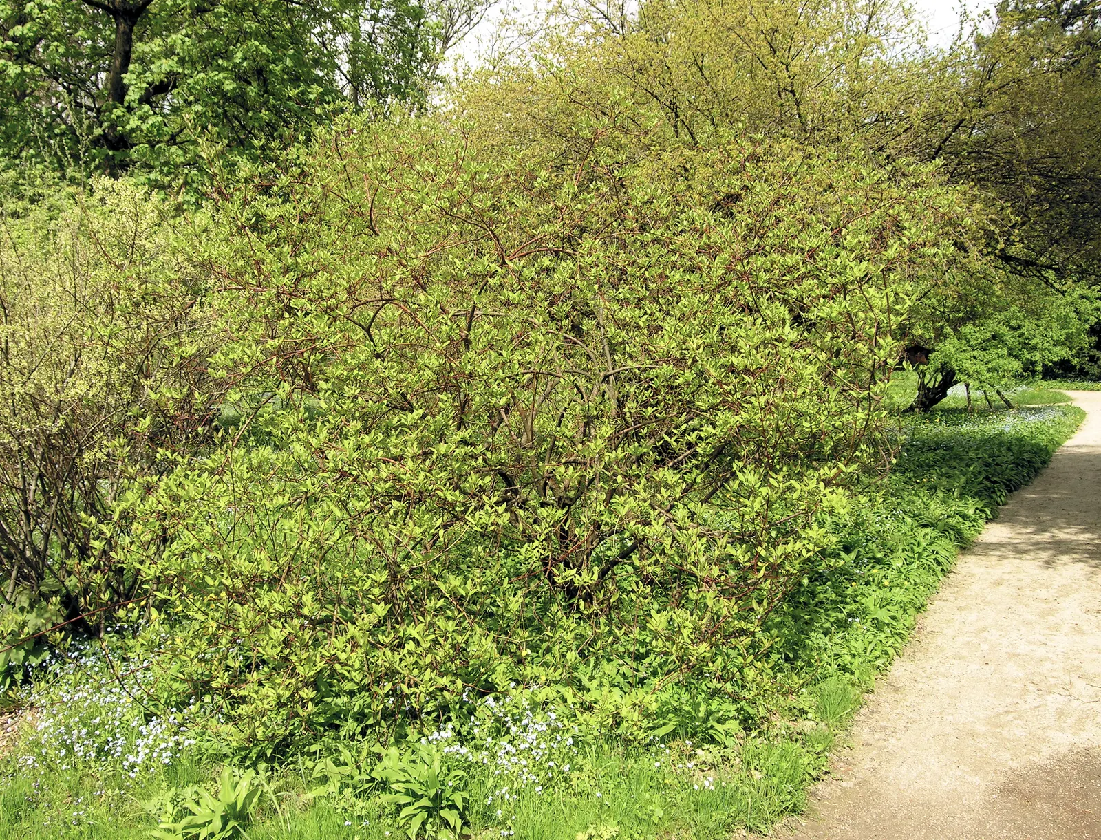 Redtwig Or Red-Osier, Creek Dogwood (Cornus sericea 'Baileyi') — adding a seasonal splash of color.<br><br>The 'Baileyi' is recognized for its excellent red
