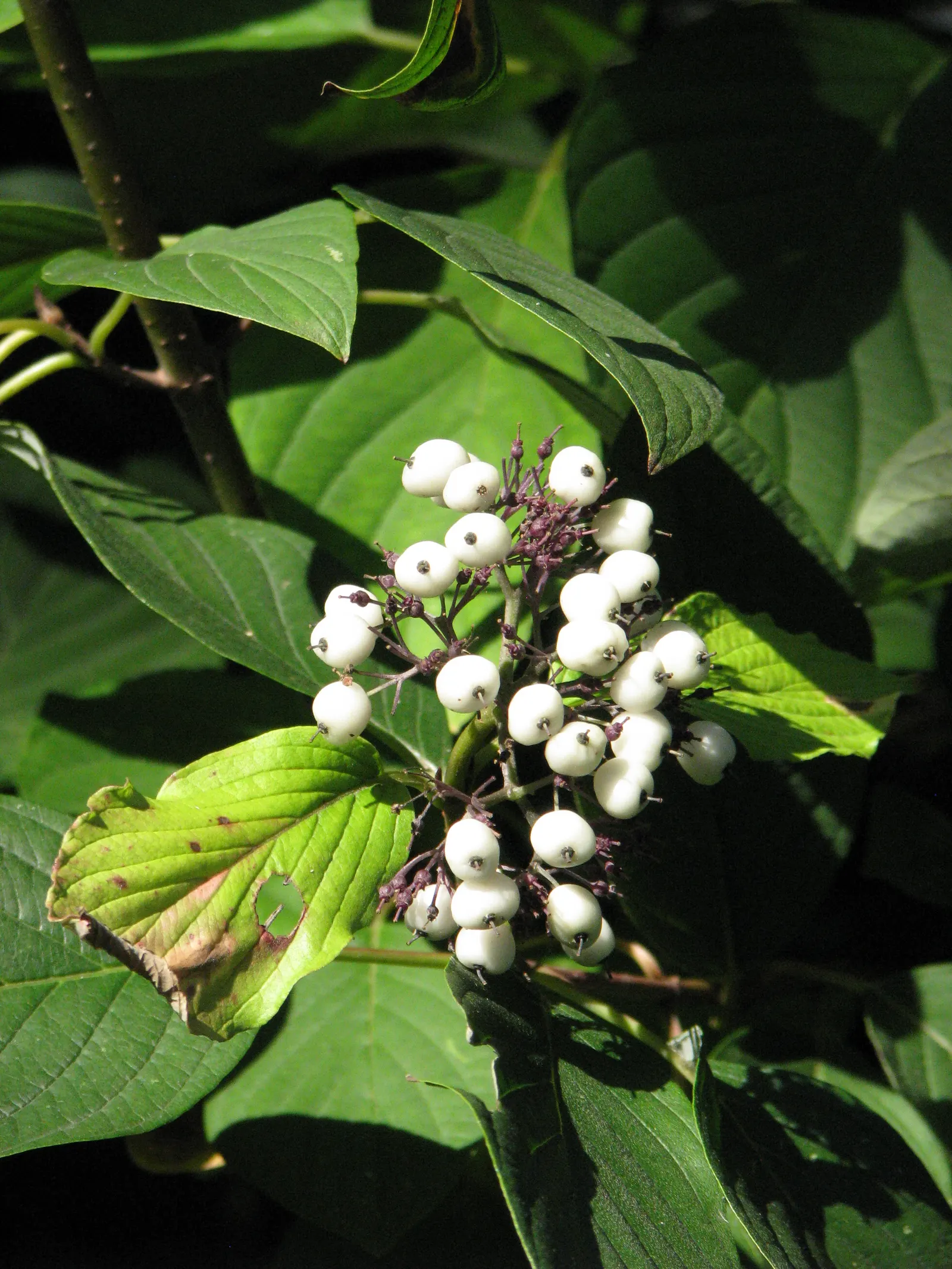 Redtwig Or Red-Osier, Creek Dogwood (Cornus sericea 'Baileyi') — This practice stimulates new growth; this cultivar adorns the garden with clusters, image 73