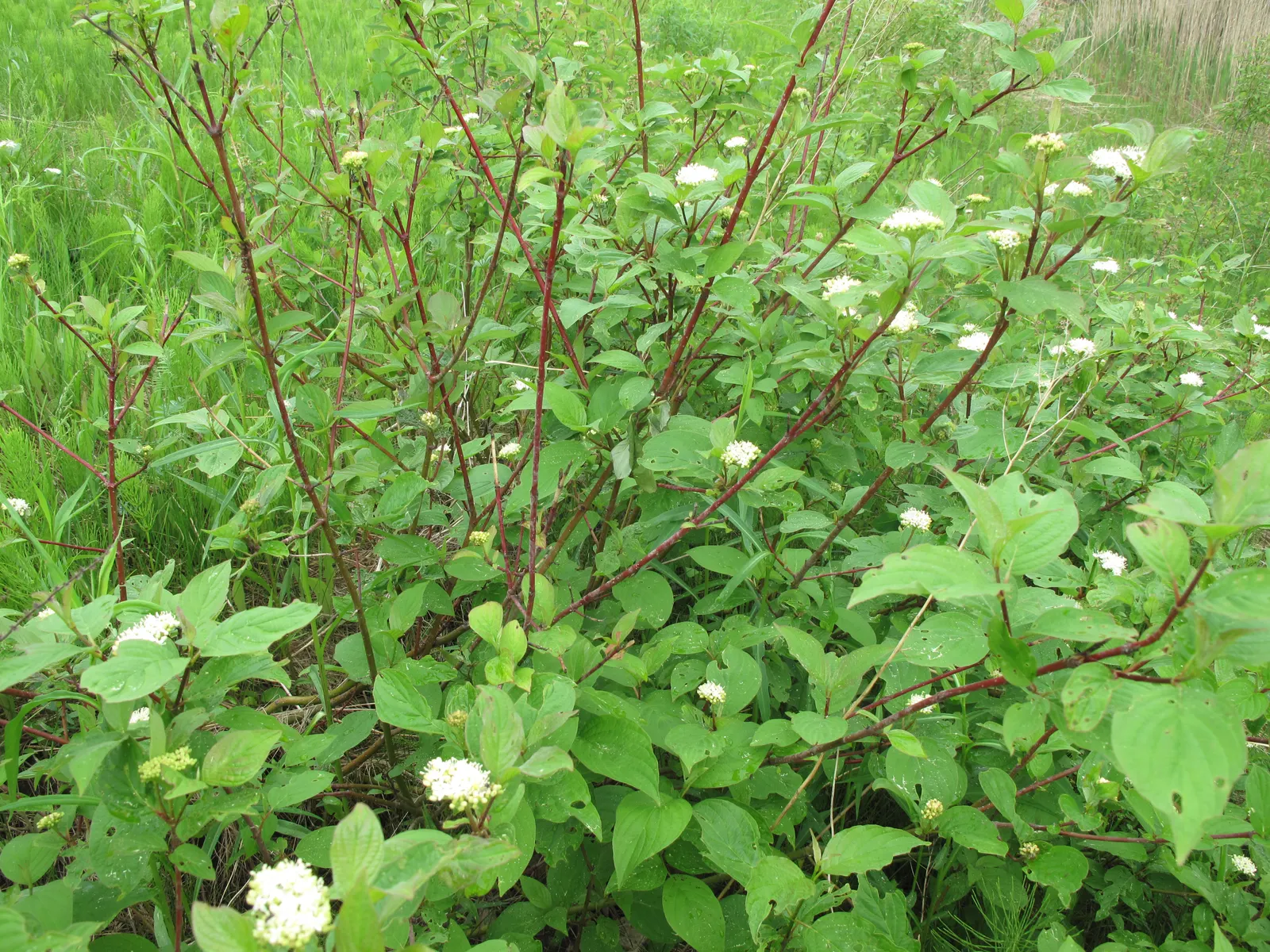 Redtwig Or Red-Osier, Creek Dogwood (Cornus sericea 'Baileyi') — this deciduous dogwood presents a conspicuous rounded form; which give way to bluish-white