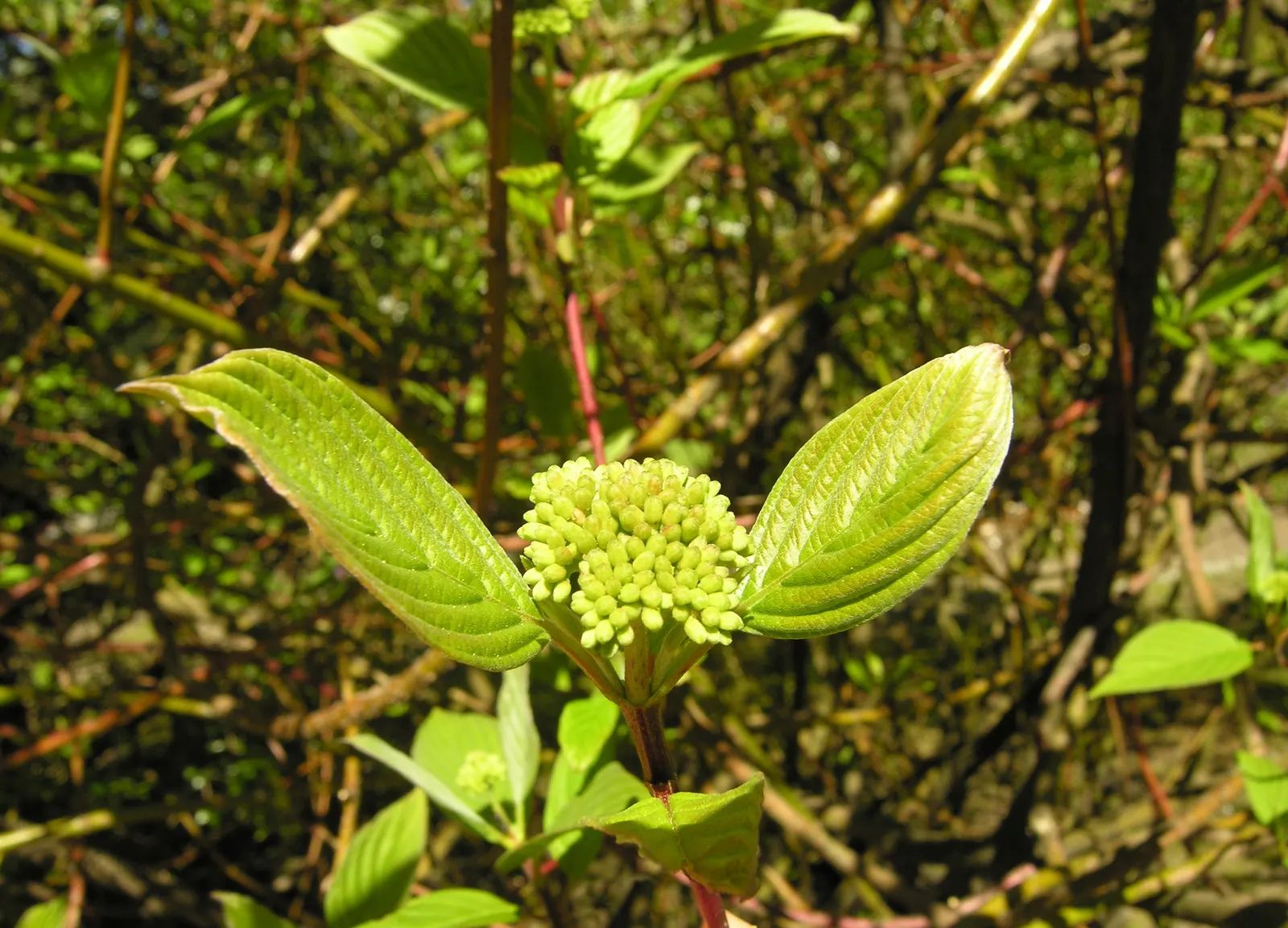 Redtwig Or Red-Osier, Creek Dogwood (Cornus sericea 'Baileyi') — this hardy plant thrives in USDA zones 3-8; ideal for USDA hardiness zones 2 through 8