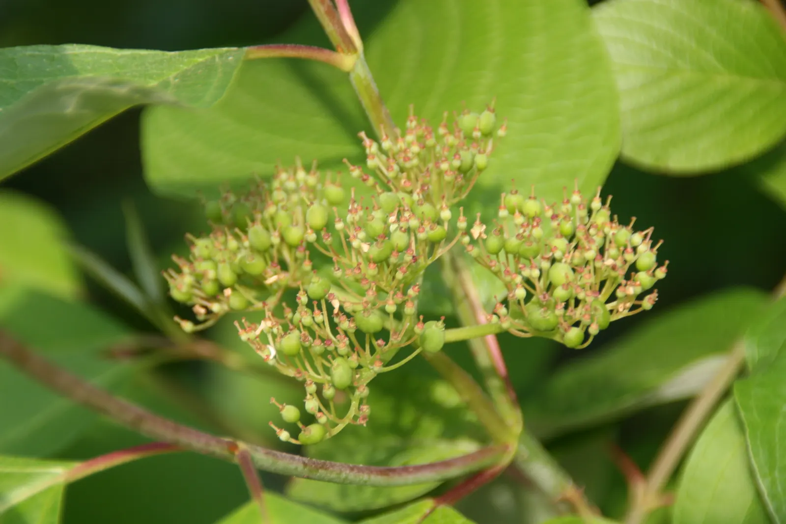 Redtwig Or Red-Osier, Creek Dogwood (Cornus sericea 'Baileyi') — shrub / tree for full or half