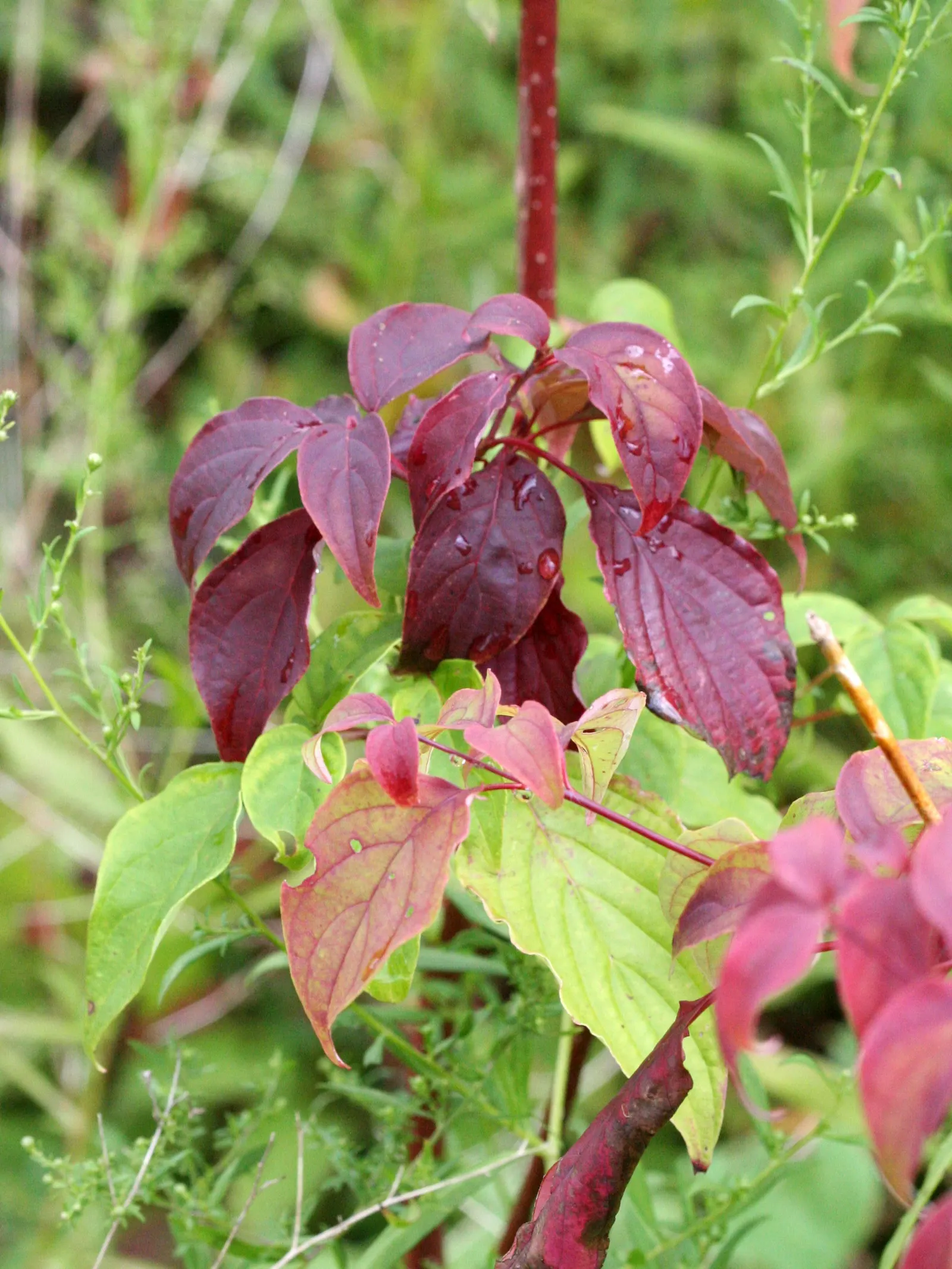 Redtwig Or Red-Osier, Creek Dogwood (Cornus sericea 'Baileyi') — For optimal stem color and plant vigor
